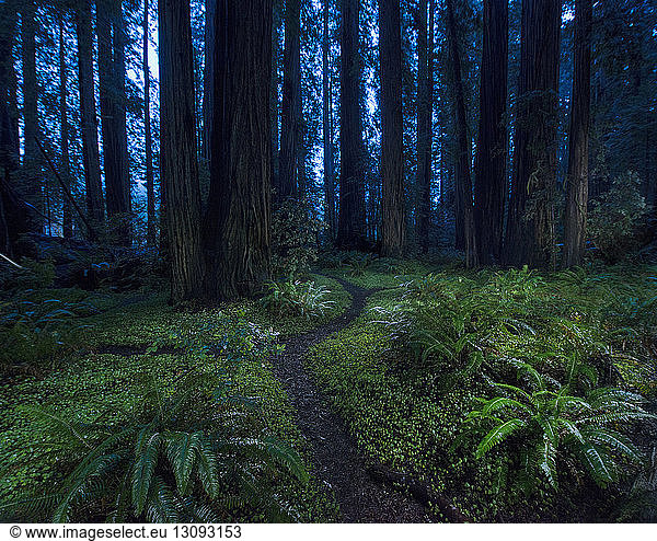 Tranquil view of forest at Jedediah Smith Redwoods State Park