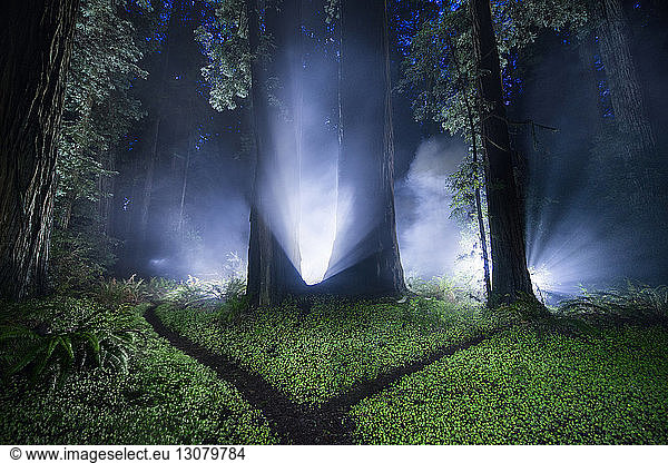 Tranquil view of forest at Jedediah Smith Redwoods State Park during night