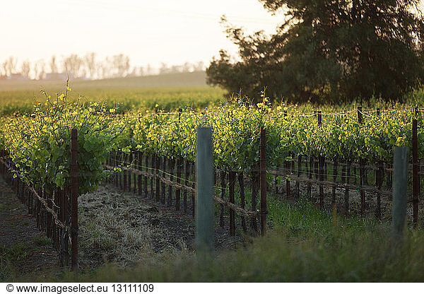 Tranquil view of vineyard