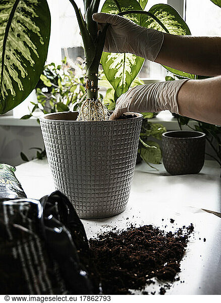 Transplanting a houseplant into a new pot.