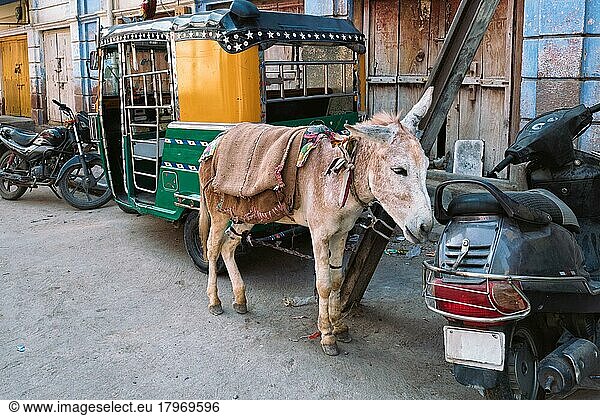 Transportmittel in Indien  Esel  Auto-Rikschas und Motorräder auf der indischen Straße Jodhpur  Rajasthan  Indien  Asien