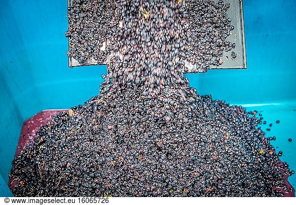 Trauben bei der Verarbeitung in der Black Pearl Winery  Paarl  Westkap  Südafrika.