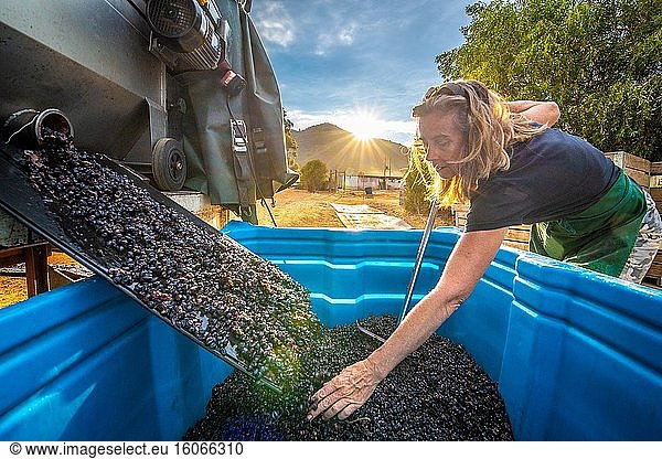 Trauben bei der Verarbeitung in der Black Pearl Winery  Paarl  Westkap  Südafrika.