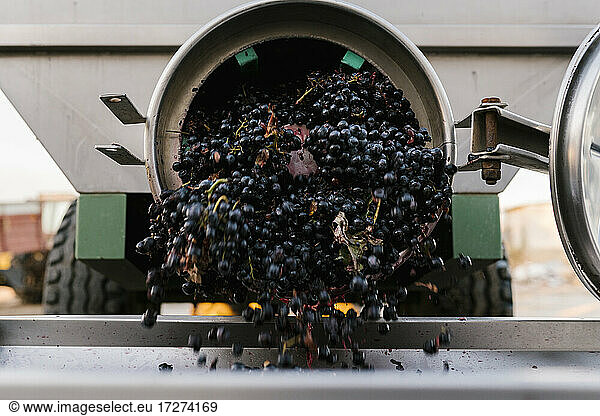 Trauben  die in einer Weinkellerei von den Maschinen fallen