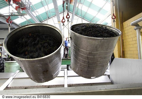 Traubenbehälter im industriellen Weinkeller