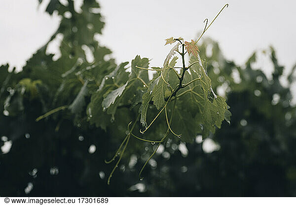 Traubenblätter im Regen