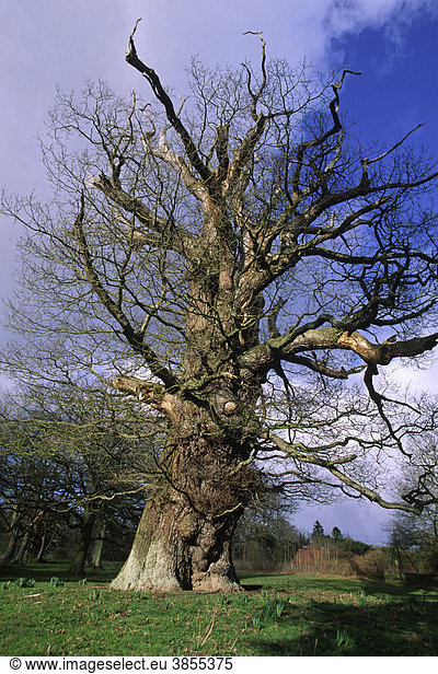 Traubeneiche (Quercus petraea)  Sir William's Oak oder Major Oak  Croft Castle  in der Nähe von Leominster  Herefordshire  England  Großbritannien  Europa