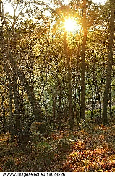 Traubeneiche (Quercus petraea)  Wintereiche  Buchengewächse  Sessile Oak woodland habitat  sunlight though trees  Powys  Wales  autumn