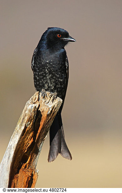 Trauerdrongo (Dicrurus adsimilis)  Altvogel auf Baumstumpf  Etosha  Namibia  Afrika