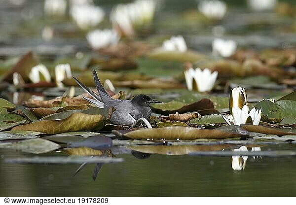 Trauerseeschwalbe (Chlidonias niger)  Altvogel auf dem Nest  Naturpark Flusslandschaft Peenetal  Mecklenburg-Vorpommern  Deutschland  Europa