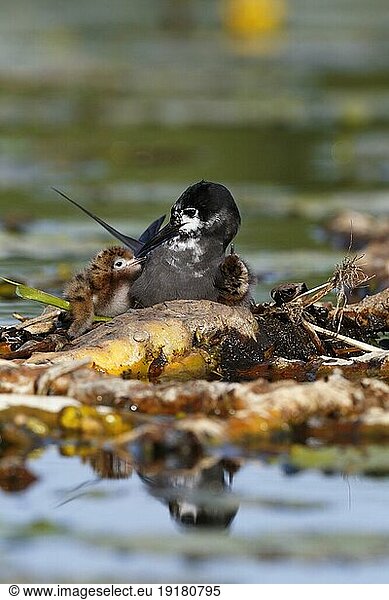 Trauerseeschwalbe (Chlidonias niger)  Altvogel mit Jungtieren auf dem Nest  Altvogel mit Pulli auf dem Gelege  Naturpark Flusslandschaft Peenetal  Mecklenburg-Vorpommern  Deutschland  Europa