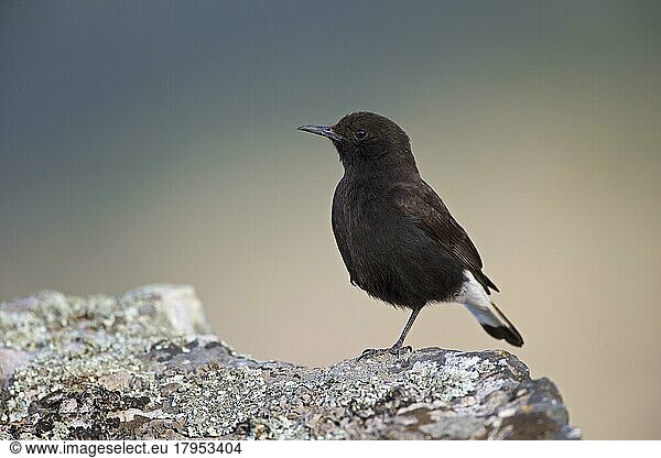 Trauersteinschmätzer (Oenanthe leucura)  Extremadura  Spanien  Europa