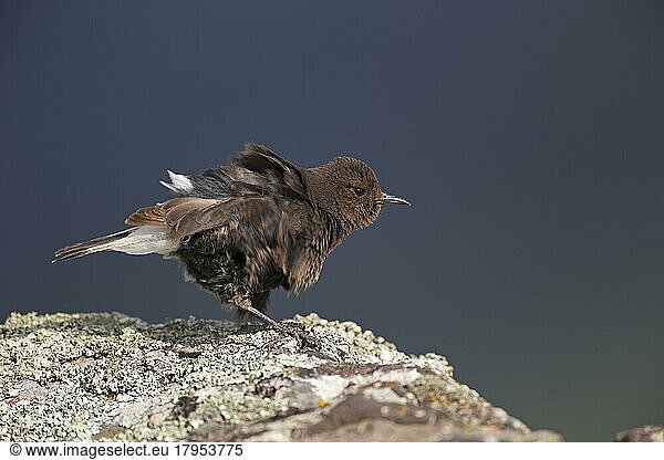 Trauersteinschmätzer (Oenanthe leucura)  Extremadura  Spanien  Europa
