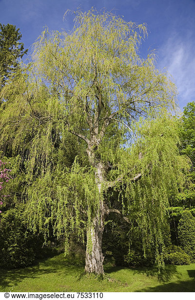 Trauerweide (Salix sp.)  im Frühling  Quebec  Kanada