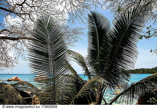 Traumstrand mit Palmen Anse Lazio Praslin Seychellen Praslin Seychellen Afrika