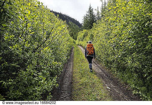 Traveler walking along path through lush green forest during hike
