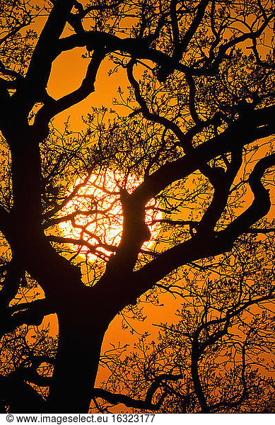 Tree against the evening sun
