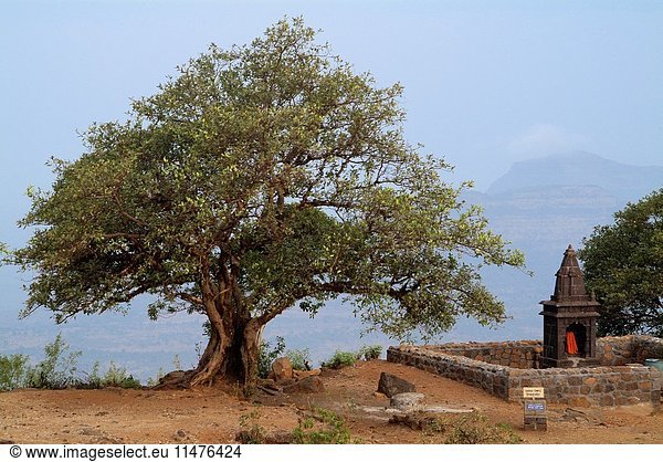Tree and small temple at Raigad Fort  Maharashtra  India.