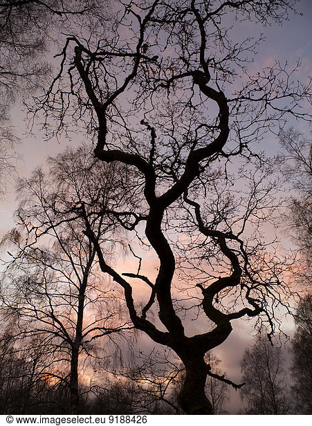 Tree at dusk