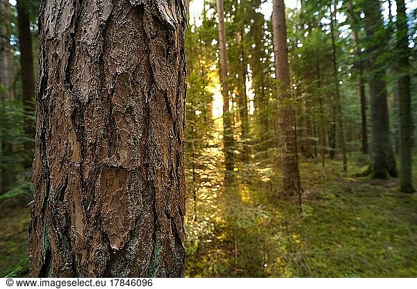 Tree bark in focus in the Black Forest  Unterhaugstett  Germany  Europe