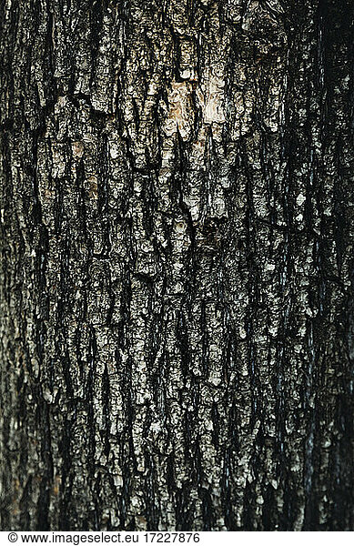 Tree bark textured background