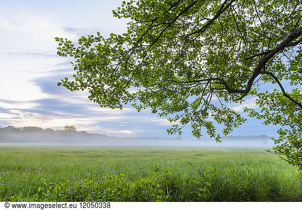 Tree (Black alder) and grassy meadow in morning mist in Hesse  Germany
