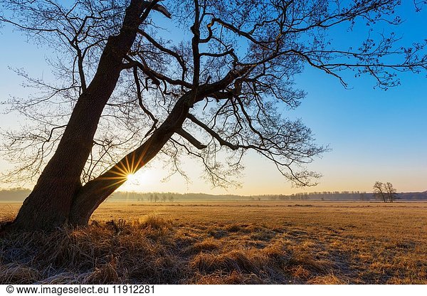 Tree (Black alder) at sunrise in february  Hesse  Germany  Europe.