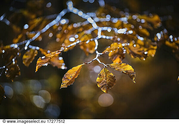 Tree branches in autumn