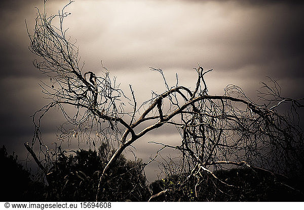 tree branches nature