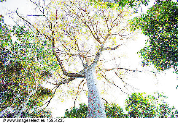 Tree canopy in the Amazon region  Manaus  Brazil