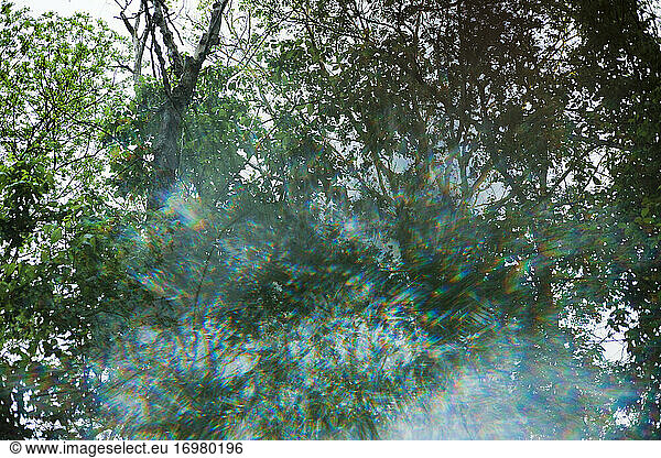 Tree Canopy with an isolated sun flare
