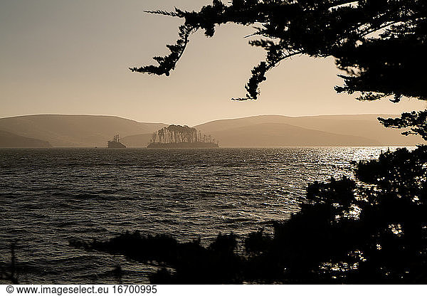 Tree covered island on Tomales Bay seen through trees in foreground