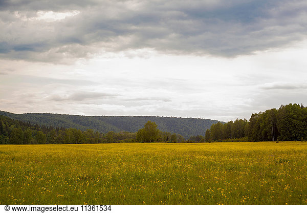 Tree covered mountain across field landscape  Ural  Russia