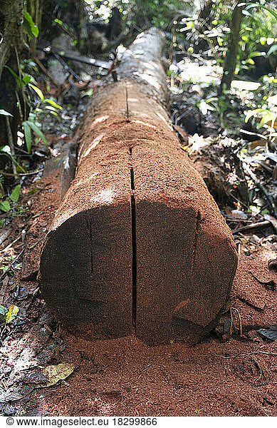 Tree cut down to make planks for use as a dwelling in the rainforest  Indio Maiz Biological Reserve  Nicaragua  San Juan de Nicaragua.