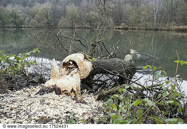 Tree felled by beaver  european beaver (Castor fiber)  on the Fulda near Kassel  Hesse  Germany  Europe