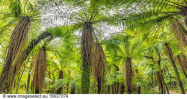 Tree ferns at Roaring Billy Falls Walk  South Island  New Zealand