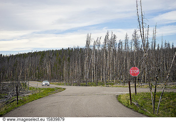 Tree forest burned by fires in Yellowstone National Park