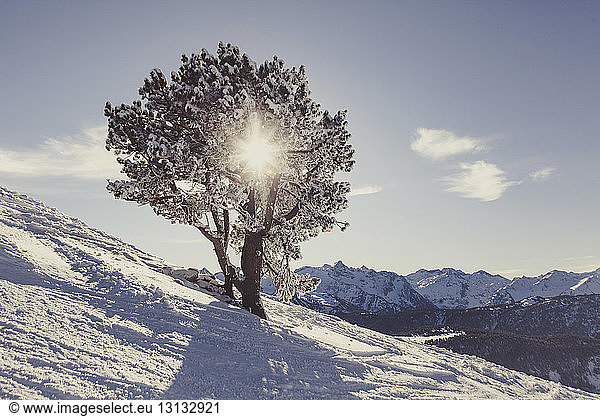 Tree growing on snowcapped mountain against sky