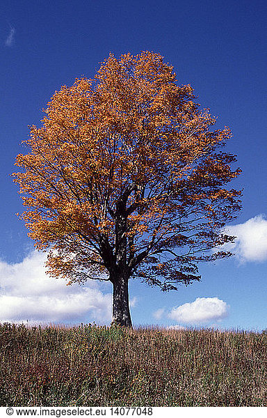 Tree in Fall (3 of 4)