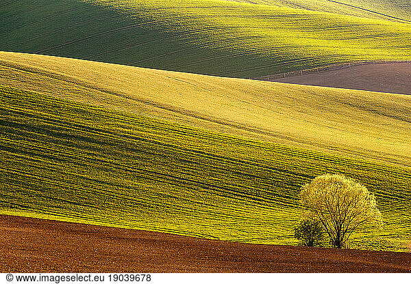 Tree in the fields  Turiec region  northern Slovakia.