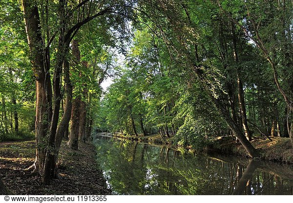 Tree-lined banks of the Canal de l'Eure or Canal Louis XIV at Maintenon  Eure-et-Loir department  Centre-Val de Loire region  France  Europe.