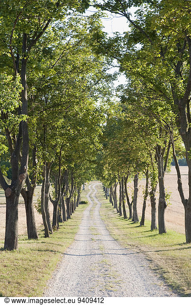 Tree-lined county road  Hungary