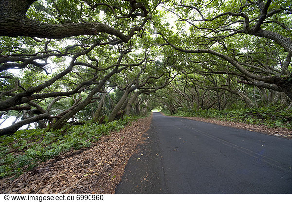 Tree Lined Road  Hawaii  USA