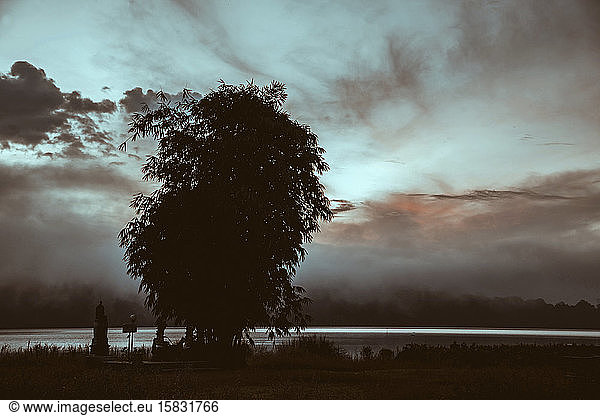 Tree near Bratan lake Bali Indonesia