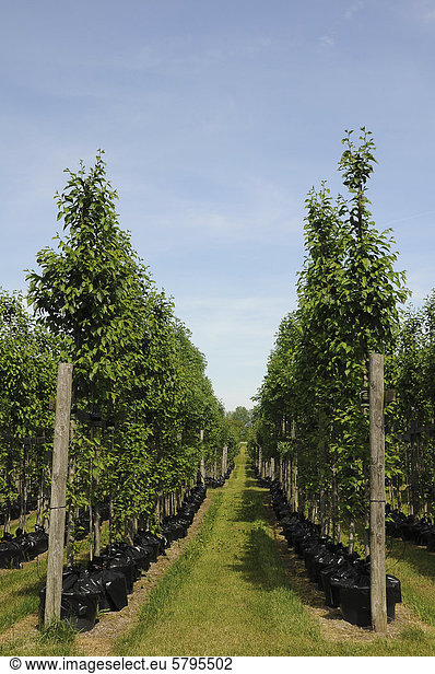Tree nursery  trees in pots  beech trees (Fagus)  PublicGround