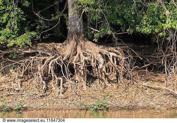 Tree roots  Cuiaba River  Pantanal  Mato Grosso State  Brazil.
