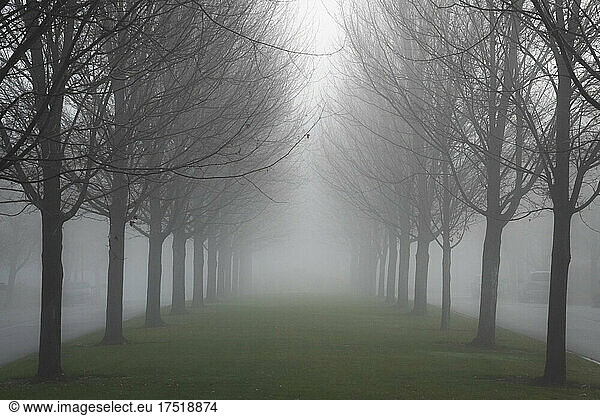 tree row on a foggy autumn morning