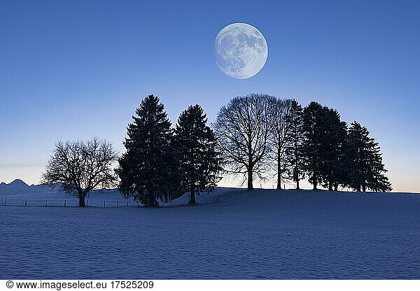 Tree row  snow  dawn  moon  Ostallgäu  Bavaria  Germany  Europe
