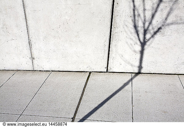 Tree Shadow on Wall