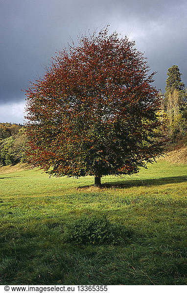 Tree  Single  Common Beech Tree in autumn foliage. Fagus Sylvatica. Wales Gwent Monmouth.